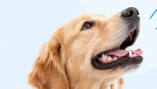 Perro feliz asomándose